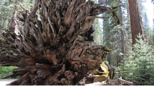 En California se encuentra una de las reservas más importantes de árboles (Getty Images)