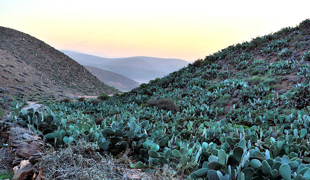 Plantaciones de chumberas en la región de Sidi Ifni.
