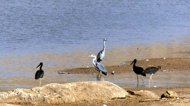 Aves migratorias en la desembocadura del Uad Assaca.