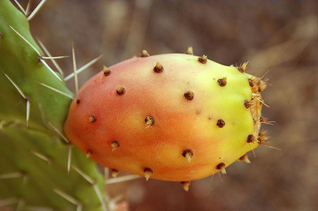Higo Chumbo, fruto del Cactus (o Nopal).