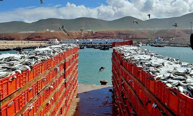 A finales de 2019, el puerto de Sidi Ifni contaba con 667 barcos pesqueros, de los cuales 441 eran artesanales y 226 costeros. (Foto: DR)