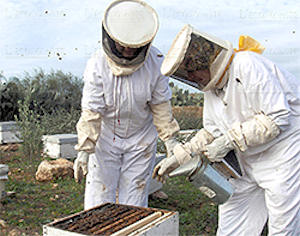 De pastores a apicultores.