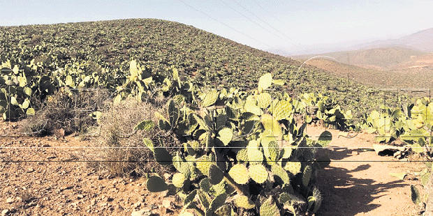 El cactus sólo cubre una superficie de 45.000 ha concentrada esencialmente en ambos municipios territoriales de Sbouya y Mesti (con más que el 90 % de la superficie) y concierne cerca de 2.800 productores que, con sus familias, representan cerca de 13.500 personas (a Ph. F.N)