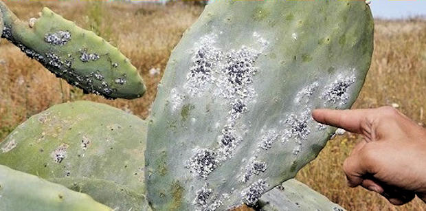 Cactus atacado por la cochinilla.