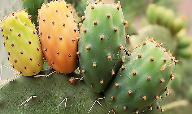 Más de 94 millones de dirhams asignado para la mejora de cactus para el período 2010-1017.